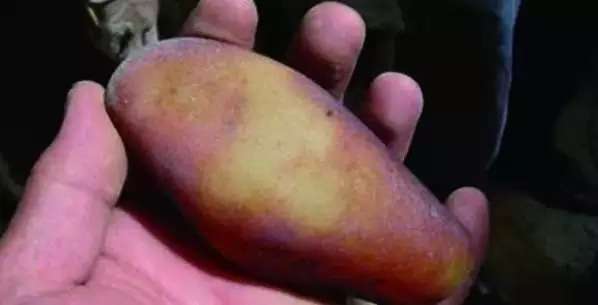 漲知識，玉也能騙人！照玉手電筒照出真相